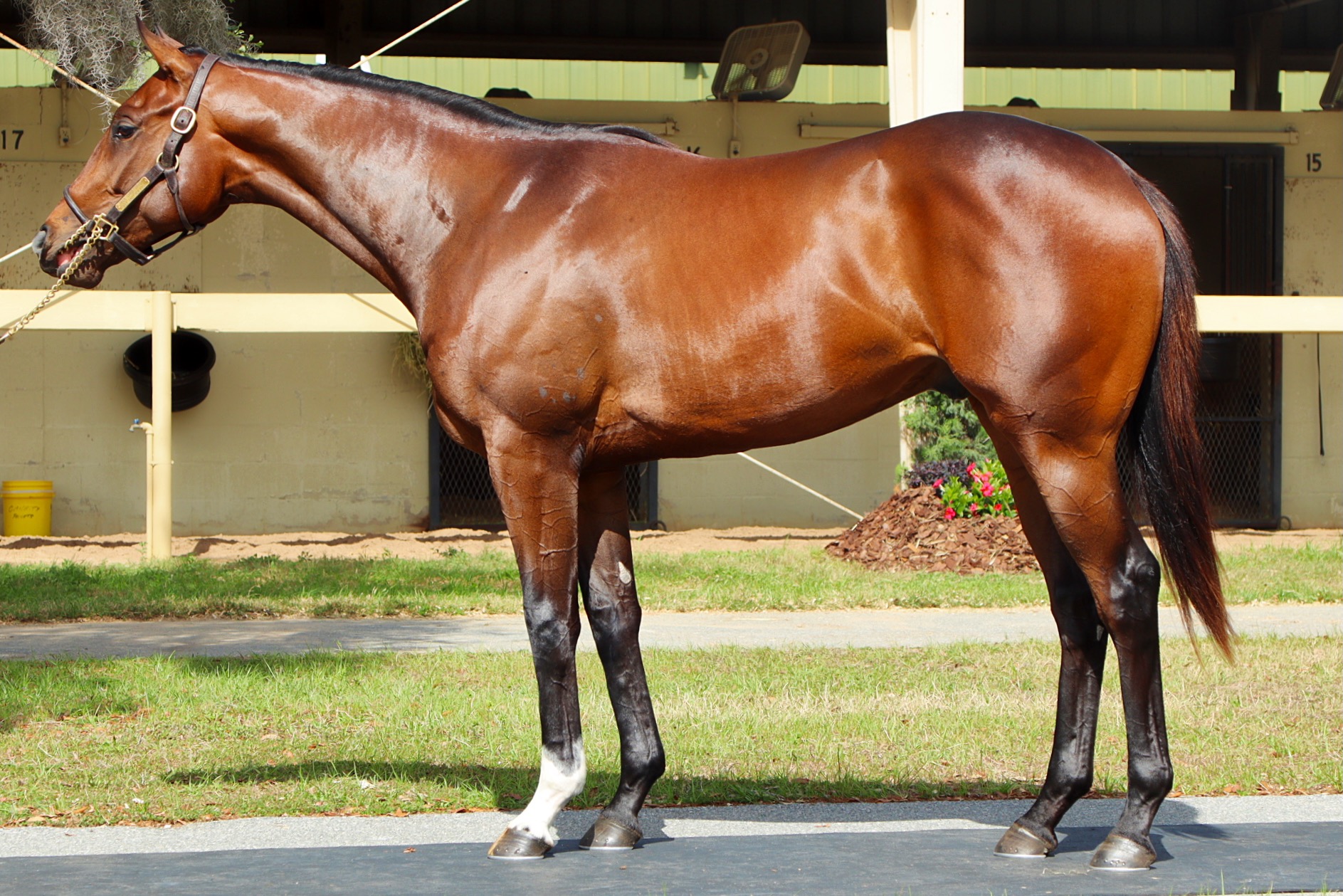 Bay Thoroughbred posed for a Premier Vision conformation photograph