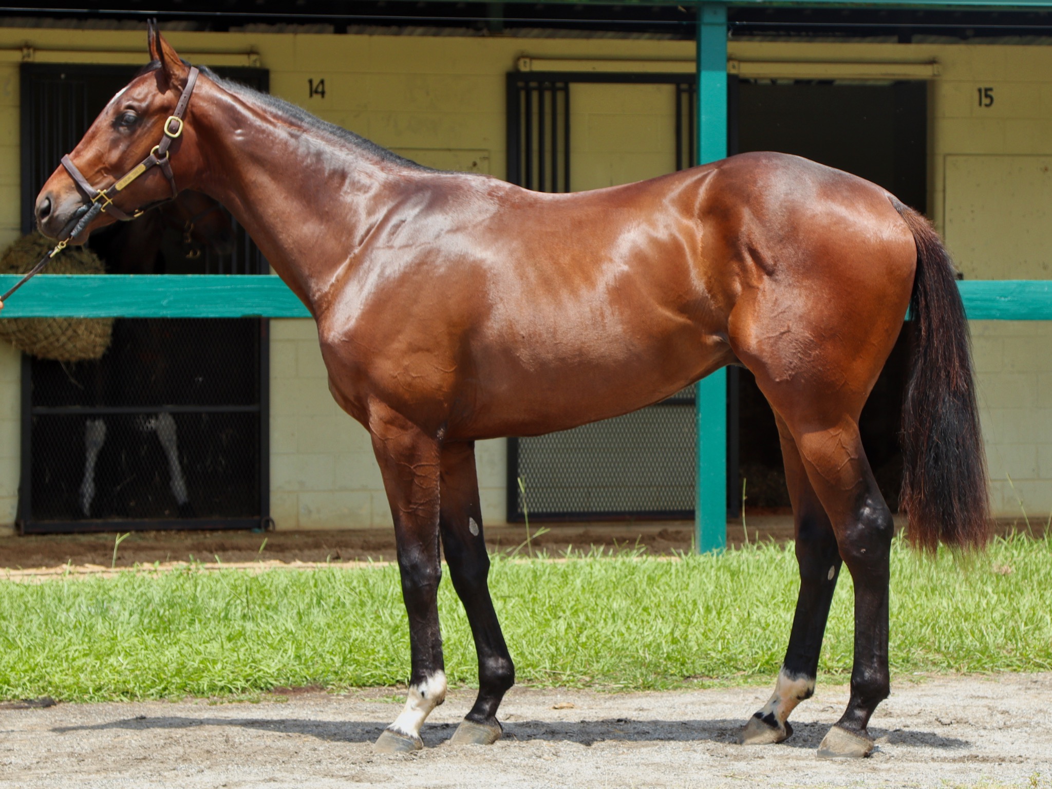 Dark bay Thoroughbred standing for a conformation photograph