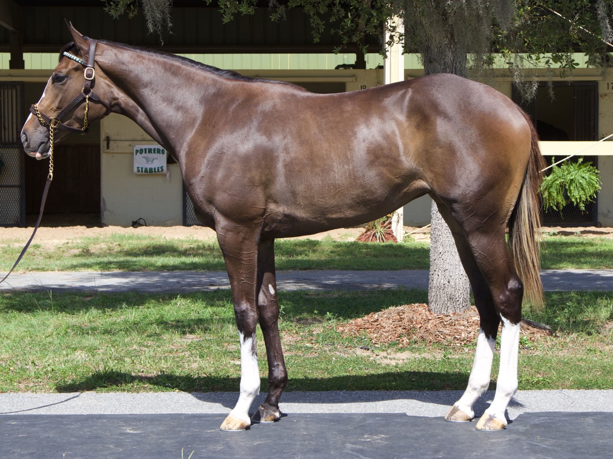 Bay Thoroughbred sales conformation photograph