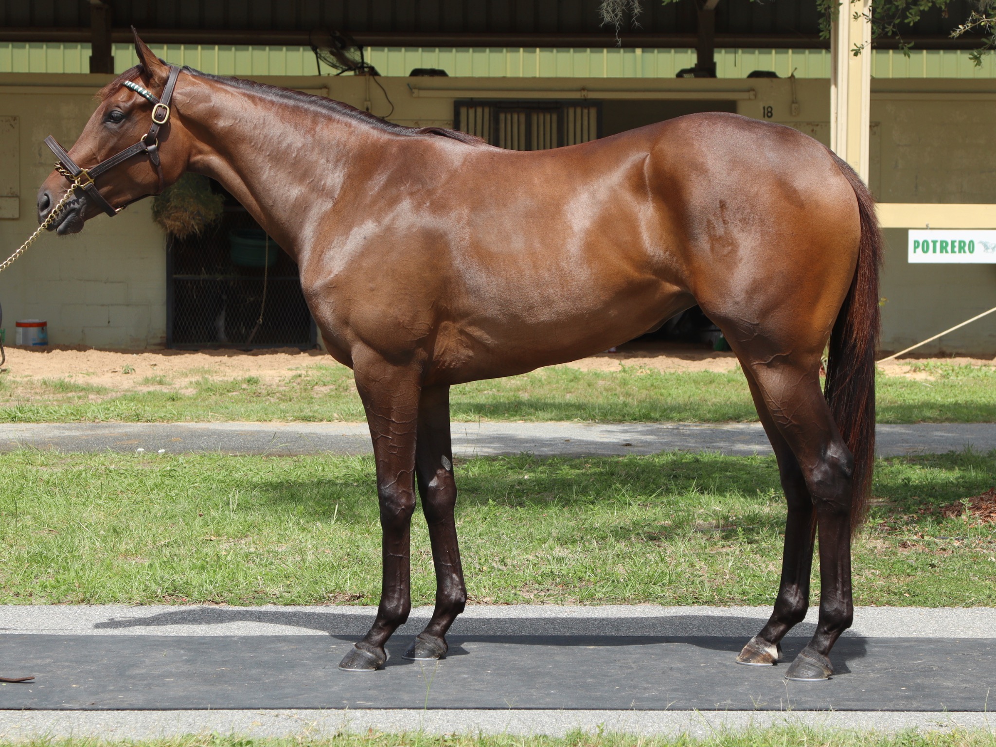 Thoroughbred yearling posed for a professional sales photograph