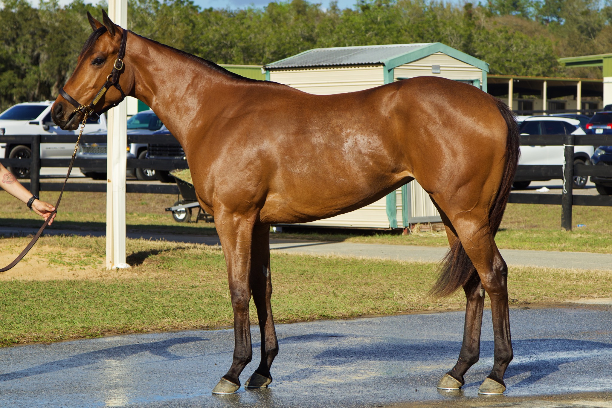 Bay Thoroughbred photographed in Ocala