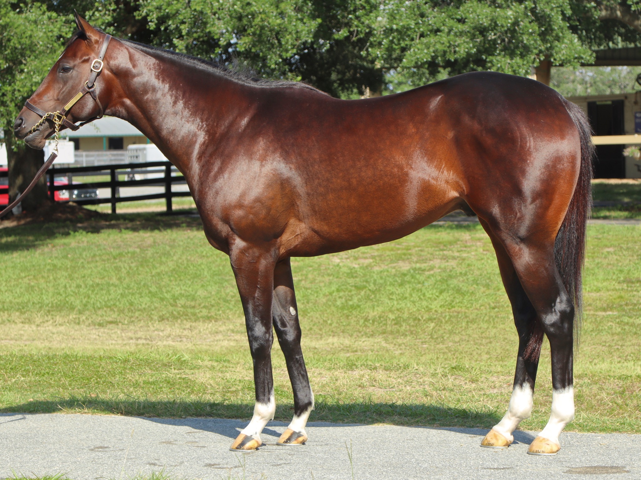 Young Thoroughbred conformation portrait