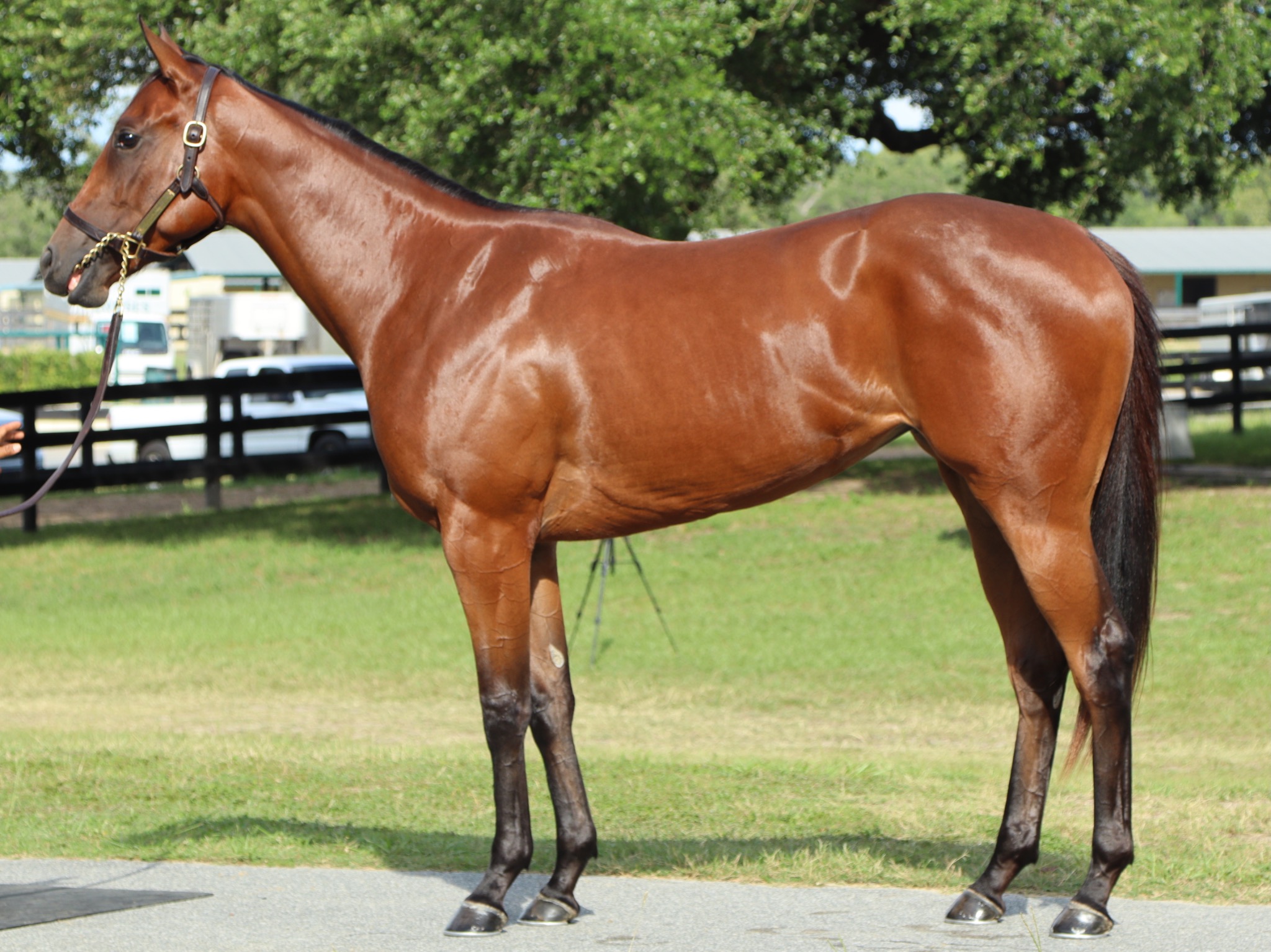Thoroughbred photographed by Premier Vision Photography